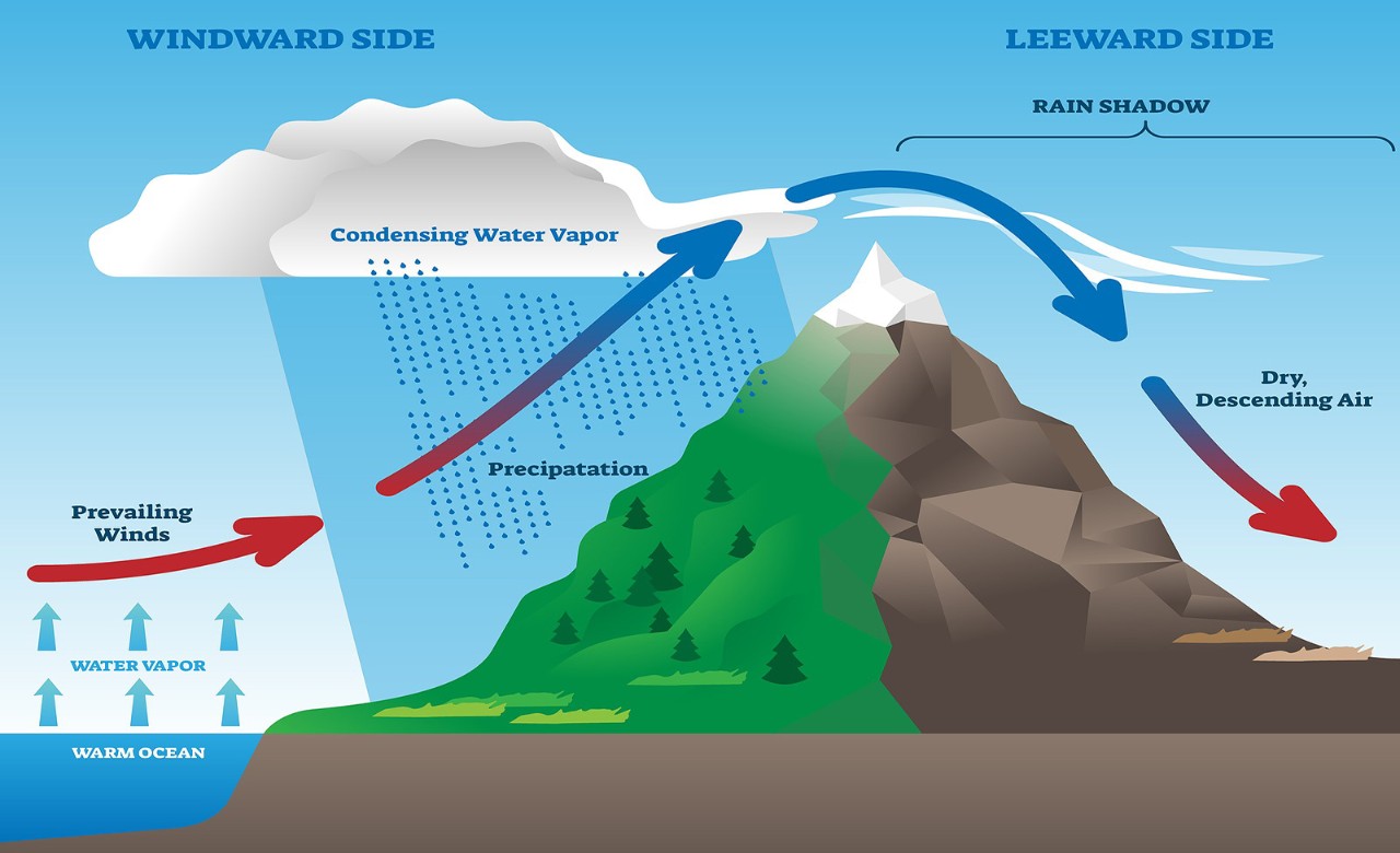 Orographic effect vector illustration. Labeled weather system movement scheme. Educational diagram with windward and leeward side. Prevailing winds, precipitation and condensing water vapor phenomena.